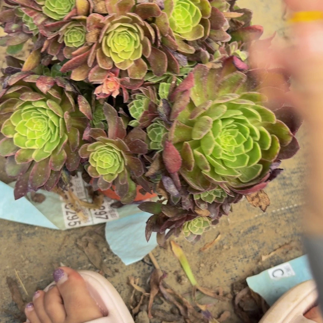 无花朵104多肉植物捧花的