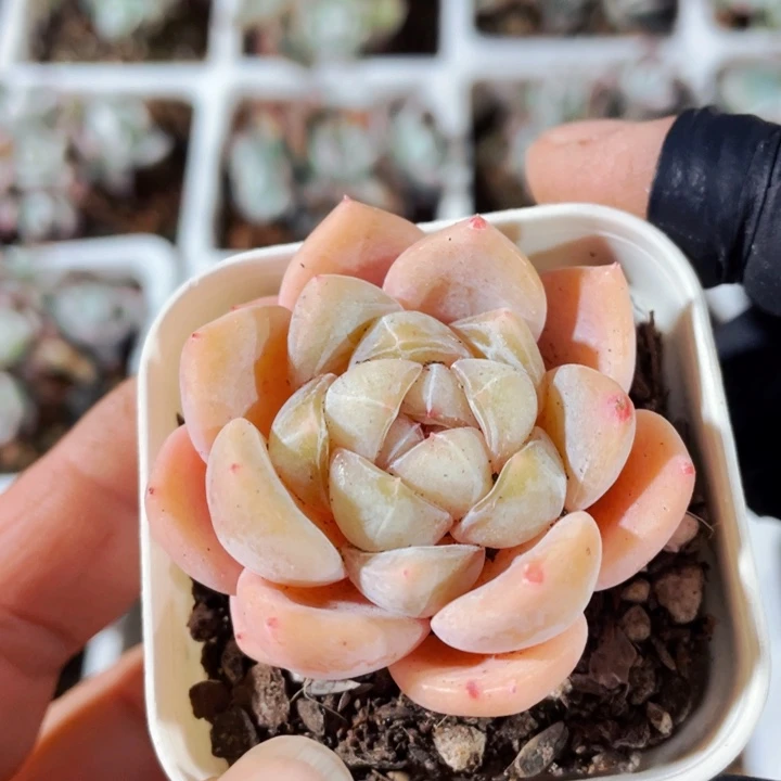 秋露白2盆9.9秋露白2盆