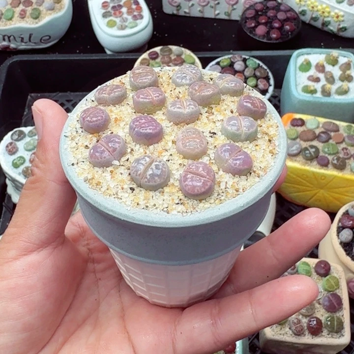 零下地区记得拍保温箱8011