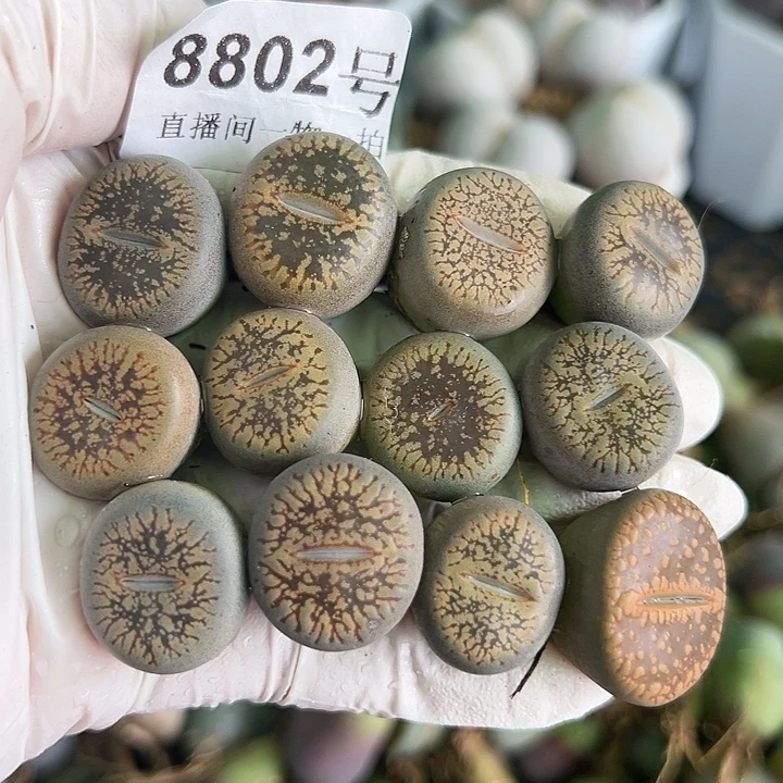 8802 好养易活生石花大母本12个