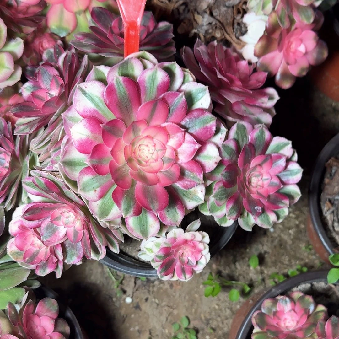 4164荔枝多肉法师铭文