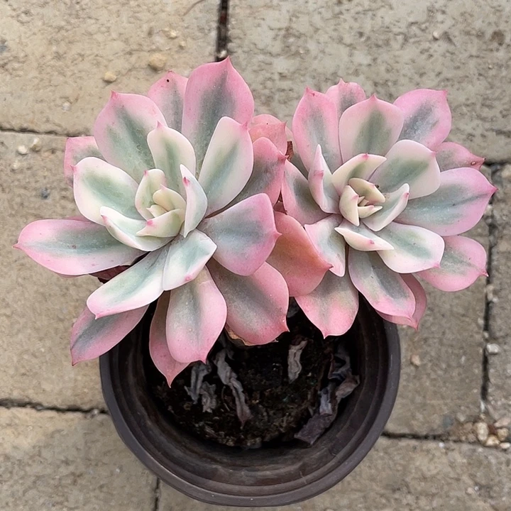 多肉锦一物一拍锦龙