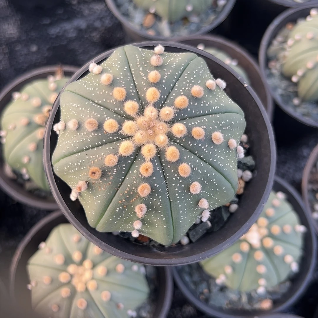 完全开放高绒连心海星gggg