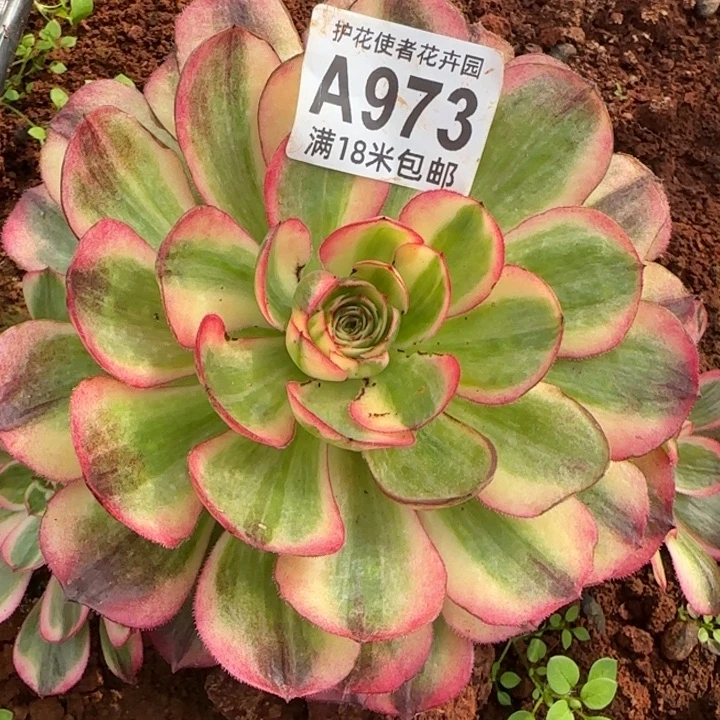 多肉法师淘宝福利