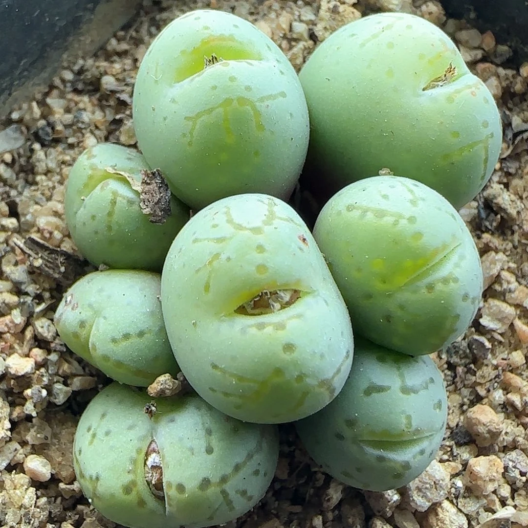 脱土年后发货23933