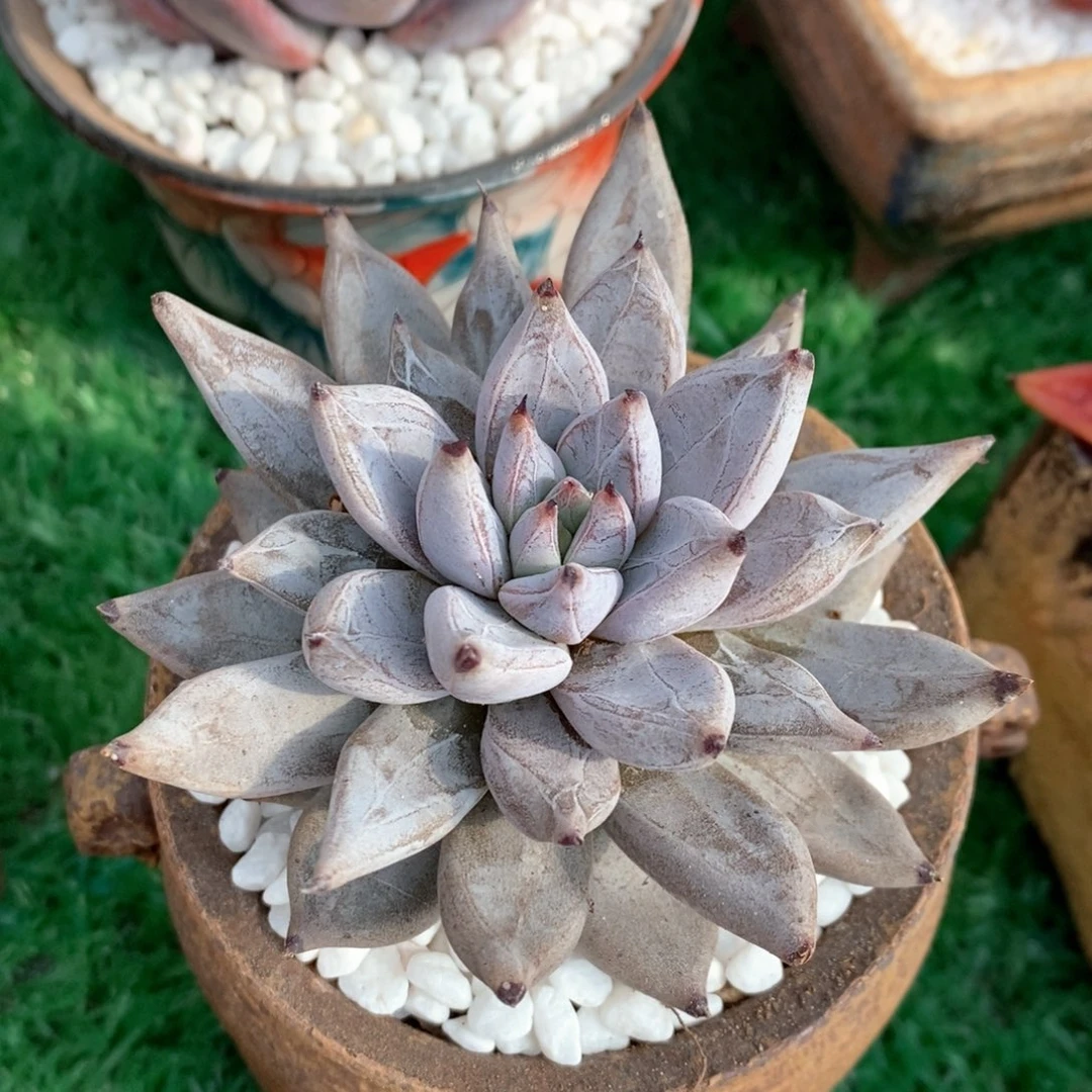 魔爪多肉植物盆栽