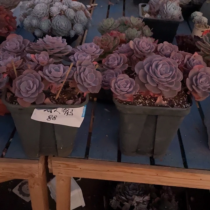 愚*鹤尘埃玫瑰多肉植物两颗