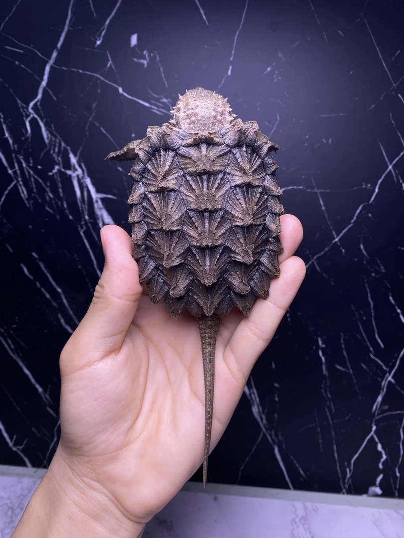 大鳄龟小压成宠物龟