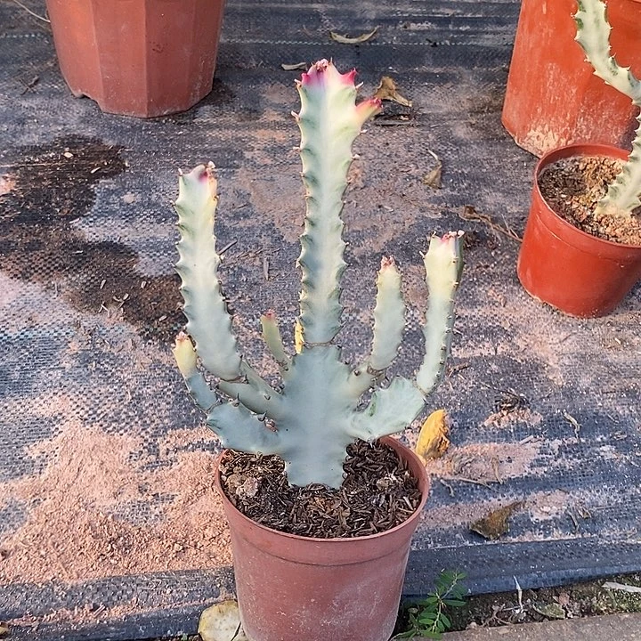 白龙骨一物一拍一颗