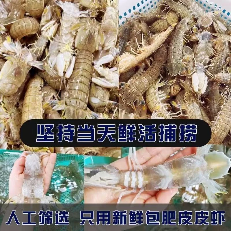 【皮皮虾】包鲜不包活 石浦东海海捕皮皮虾新鲜