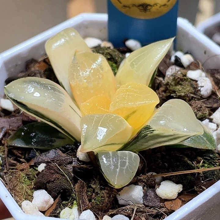 853花影锦一物一拍