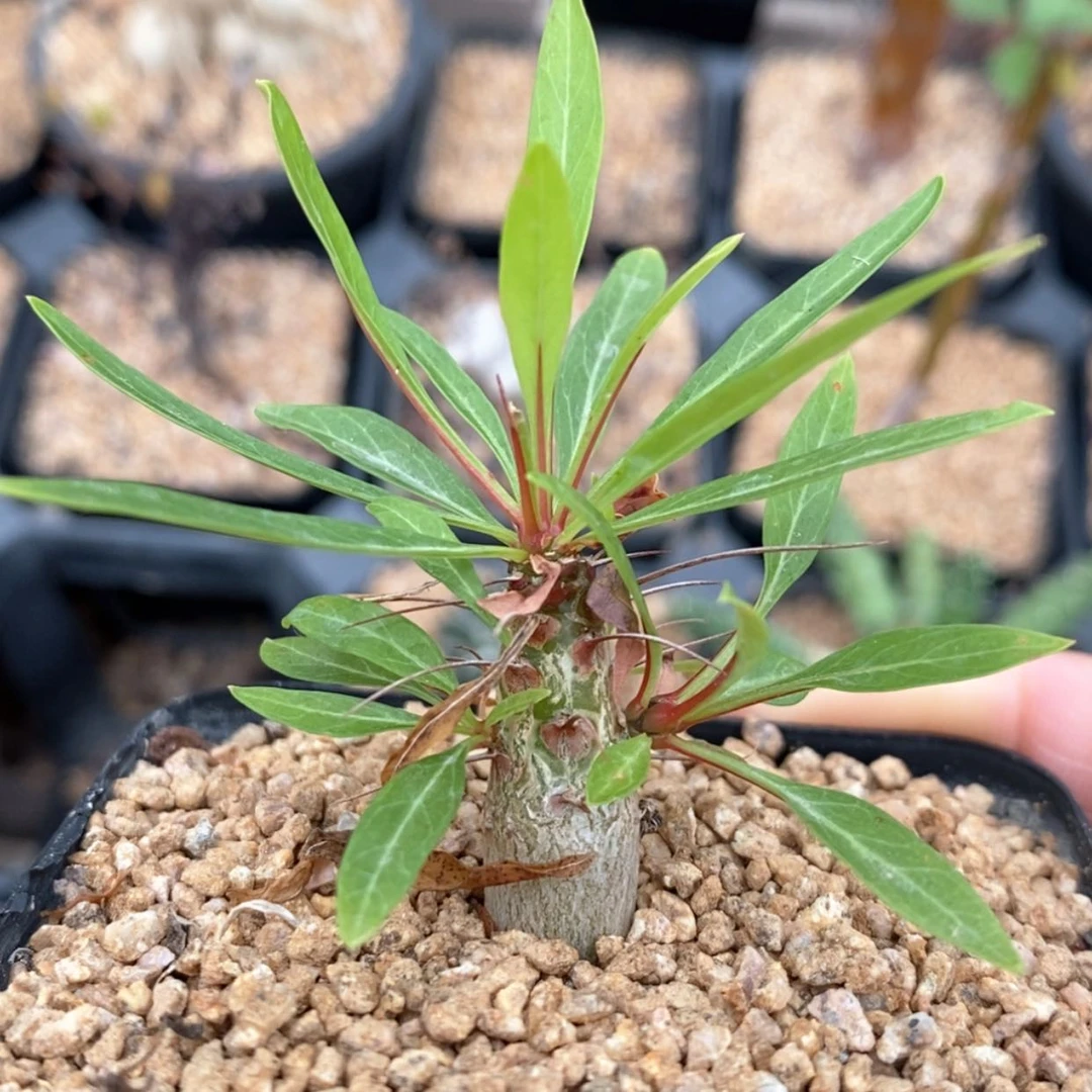 【闪购商品】紫福贵