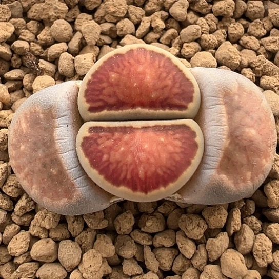 032，红窗菊1.6公分