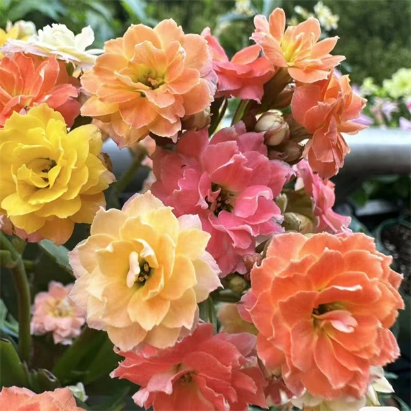 【变色龙  11cm盆】重瓣大花