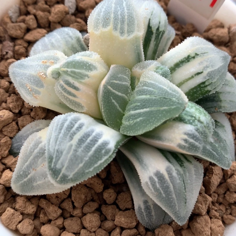 【闪购商品】411磨面