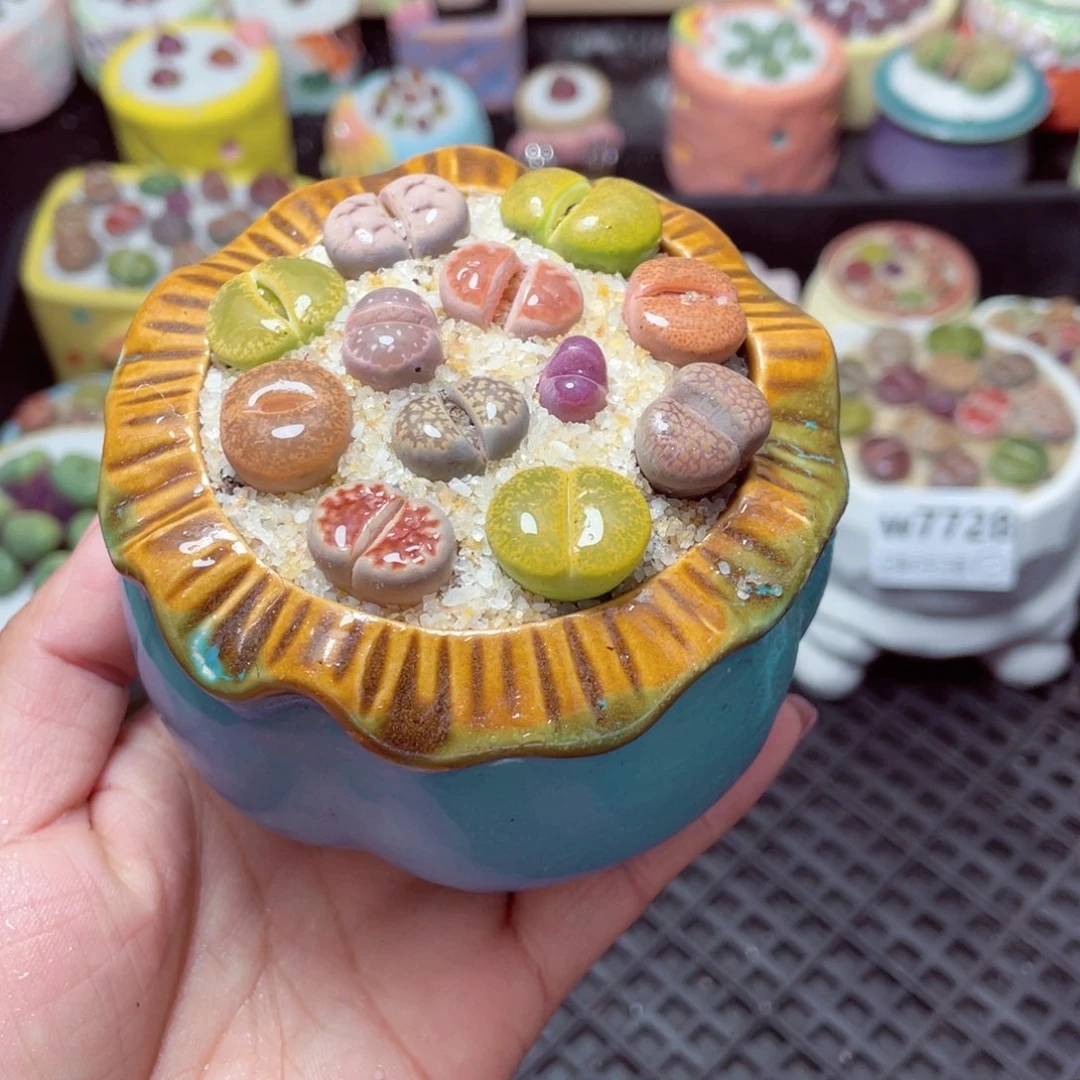 w7731 -零下地区拍保温箱-15支持寄养