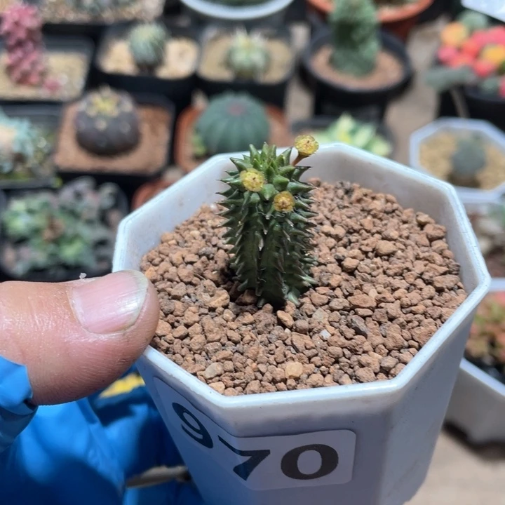 970海胆大戟植物