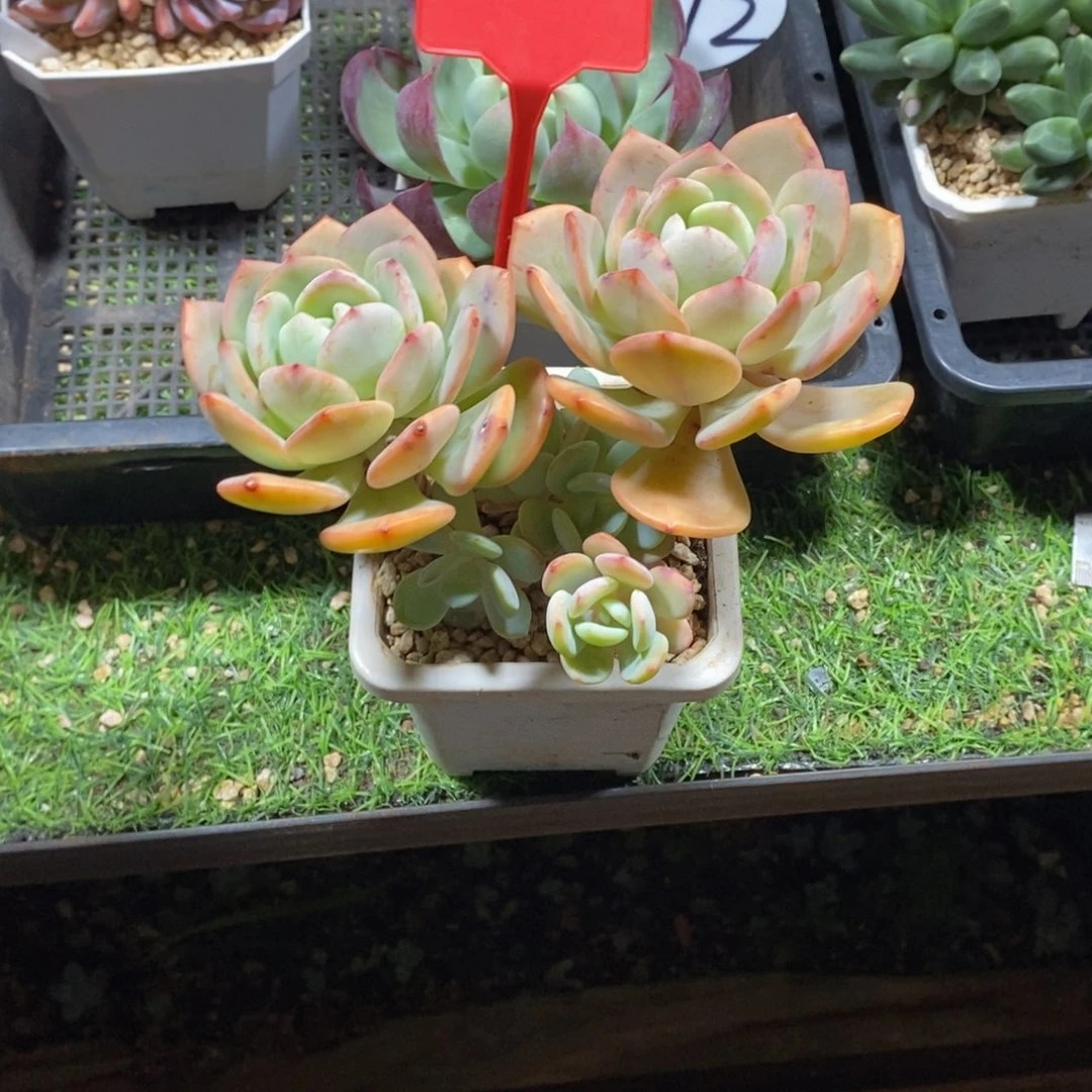 白月光双头带仔多肉植物