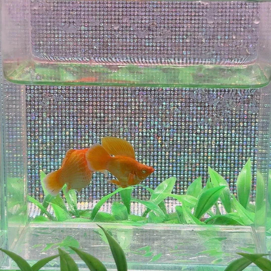 孔雀鱼好鳍黄金玛丽一对
