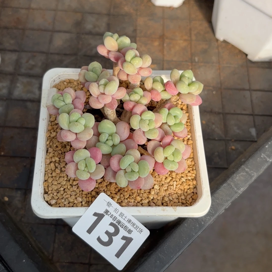 韩系鱼子酱老桩无盆土发货