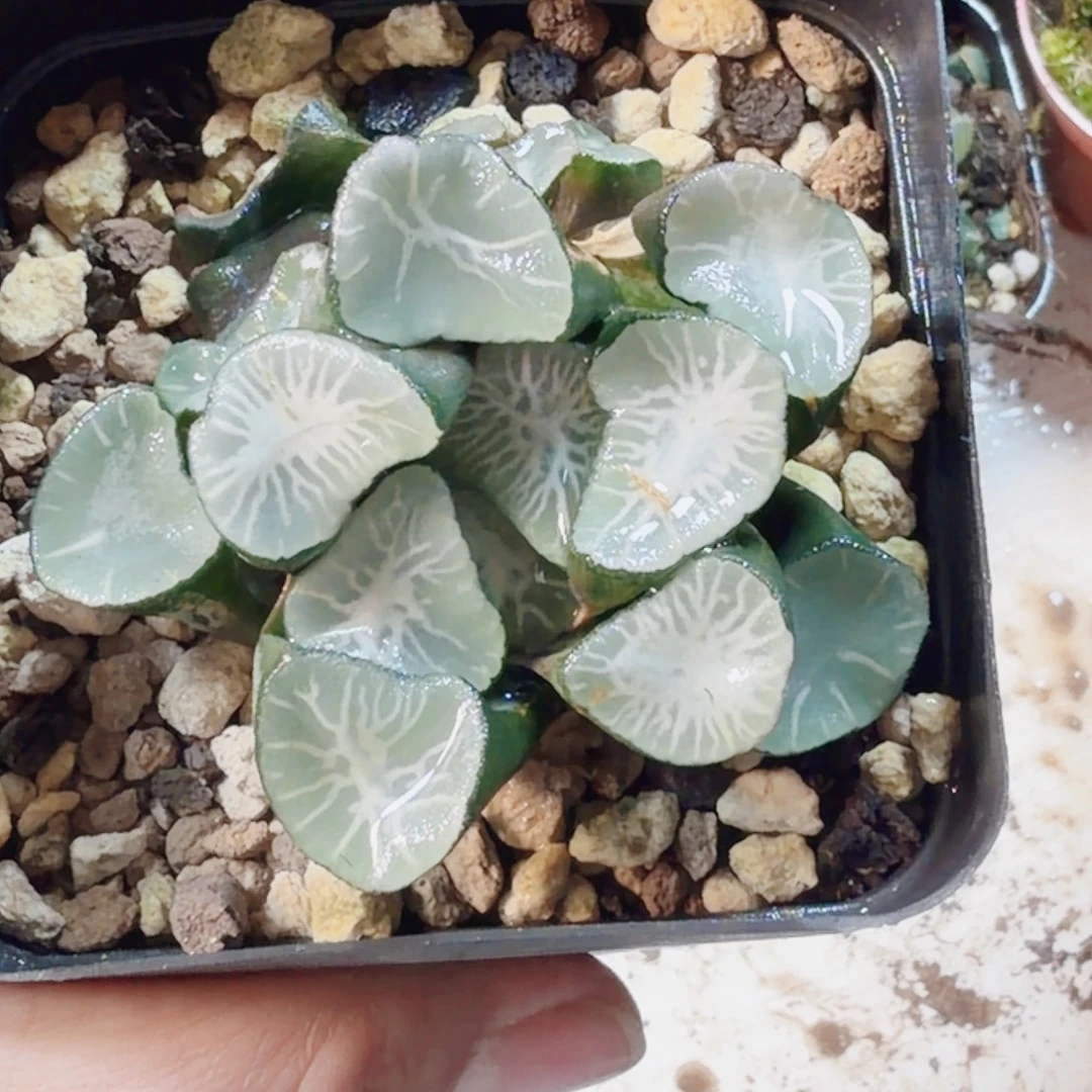 繁***点十二卷欧大宝万象母本