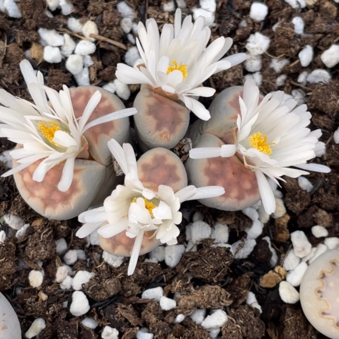 非偏远满20包邮624