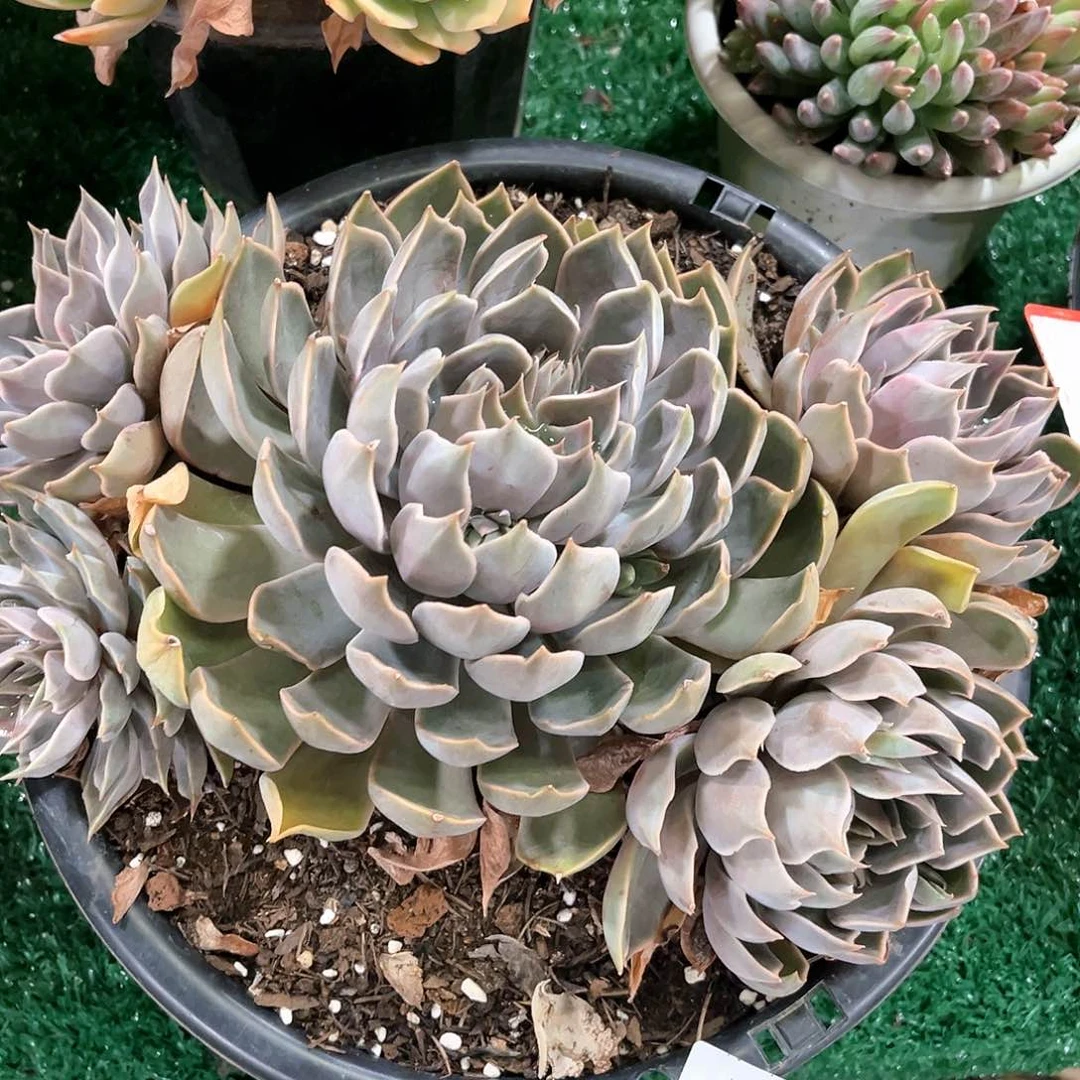 魔碣座大群90032