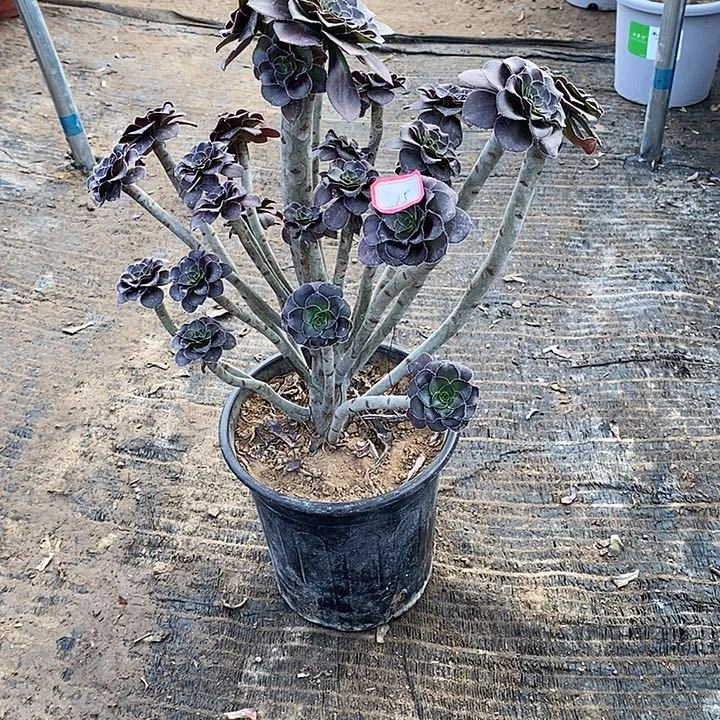 15，黑圆叶多肉法师多肉法师