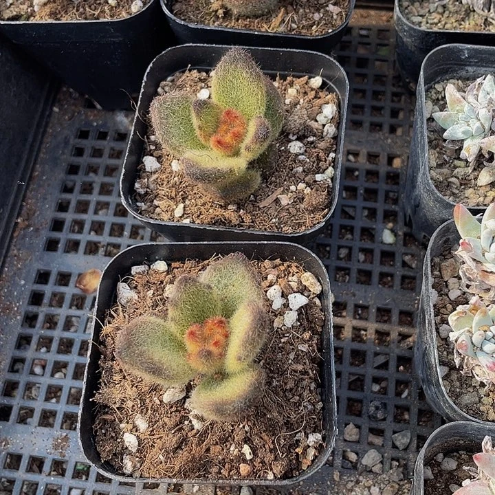 泰迪熊带盆土发货