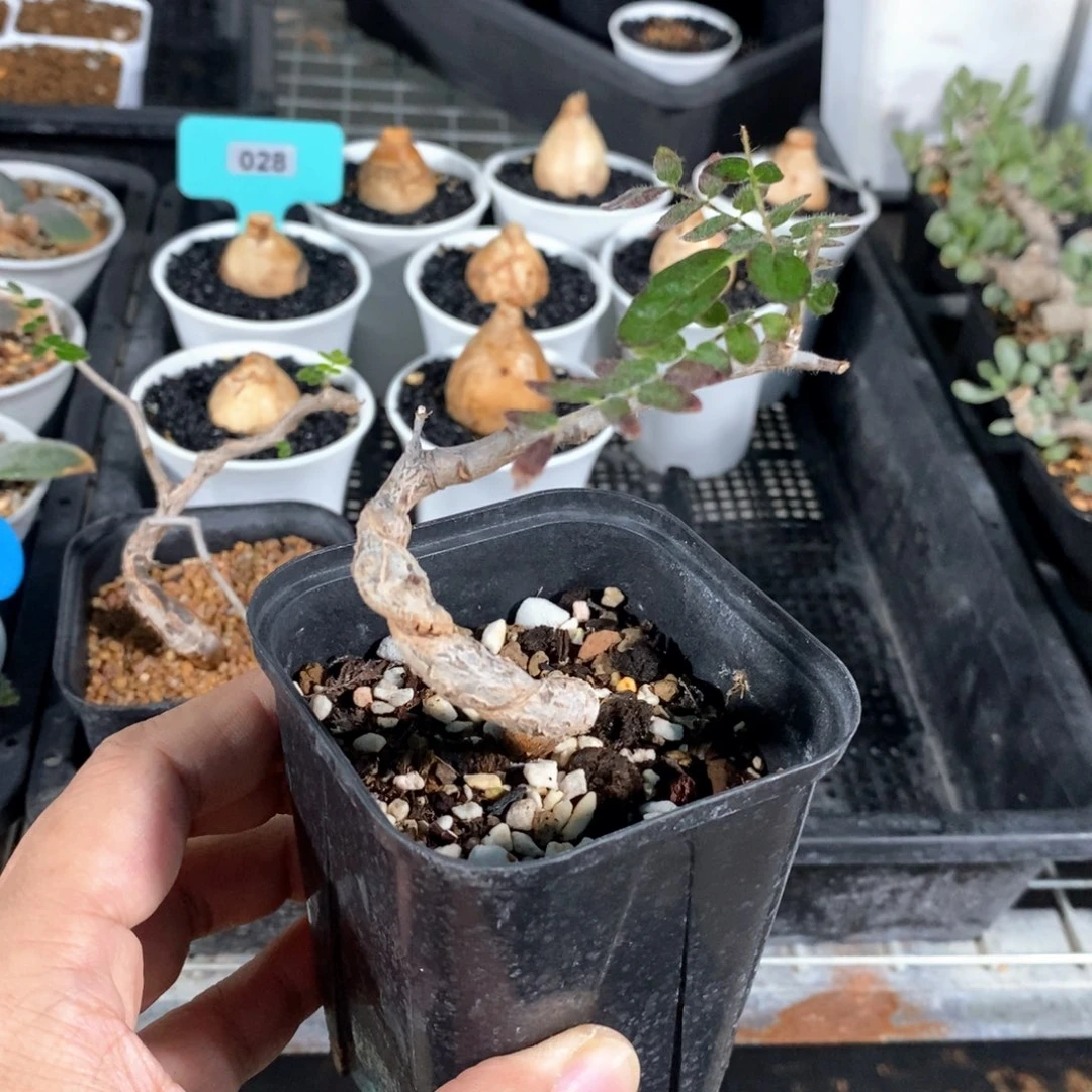 滔天橄榄多肉植物