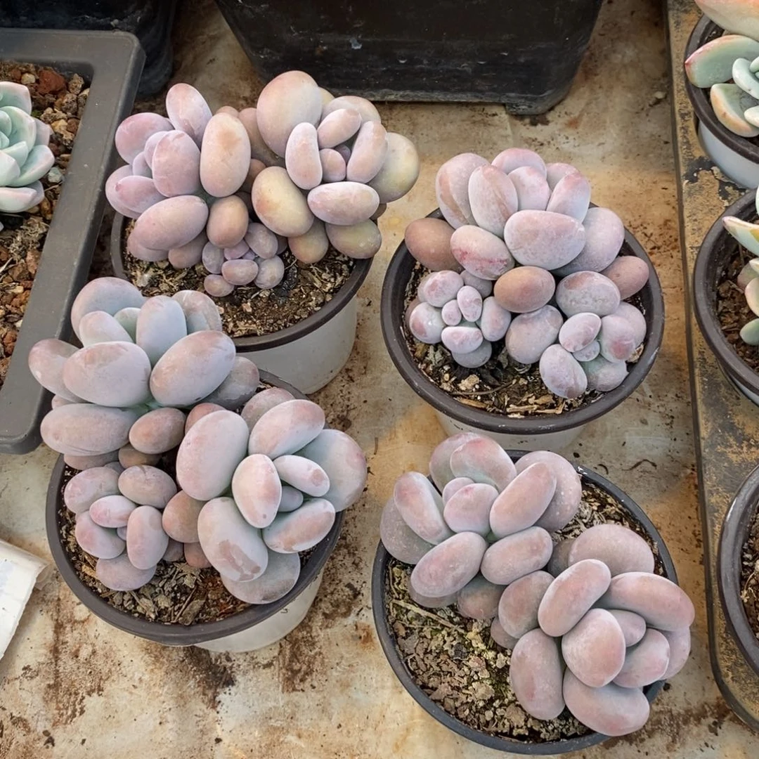 一****?三月份发货，四个，1234569