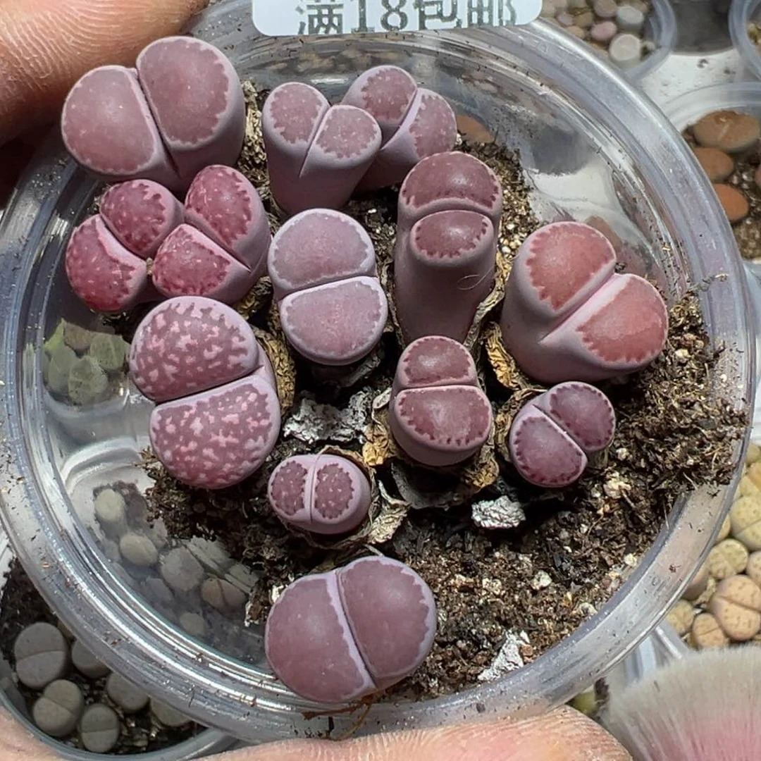 【闪购商品】 832。