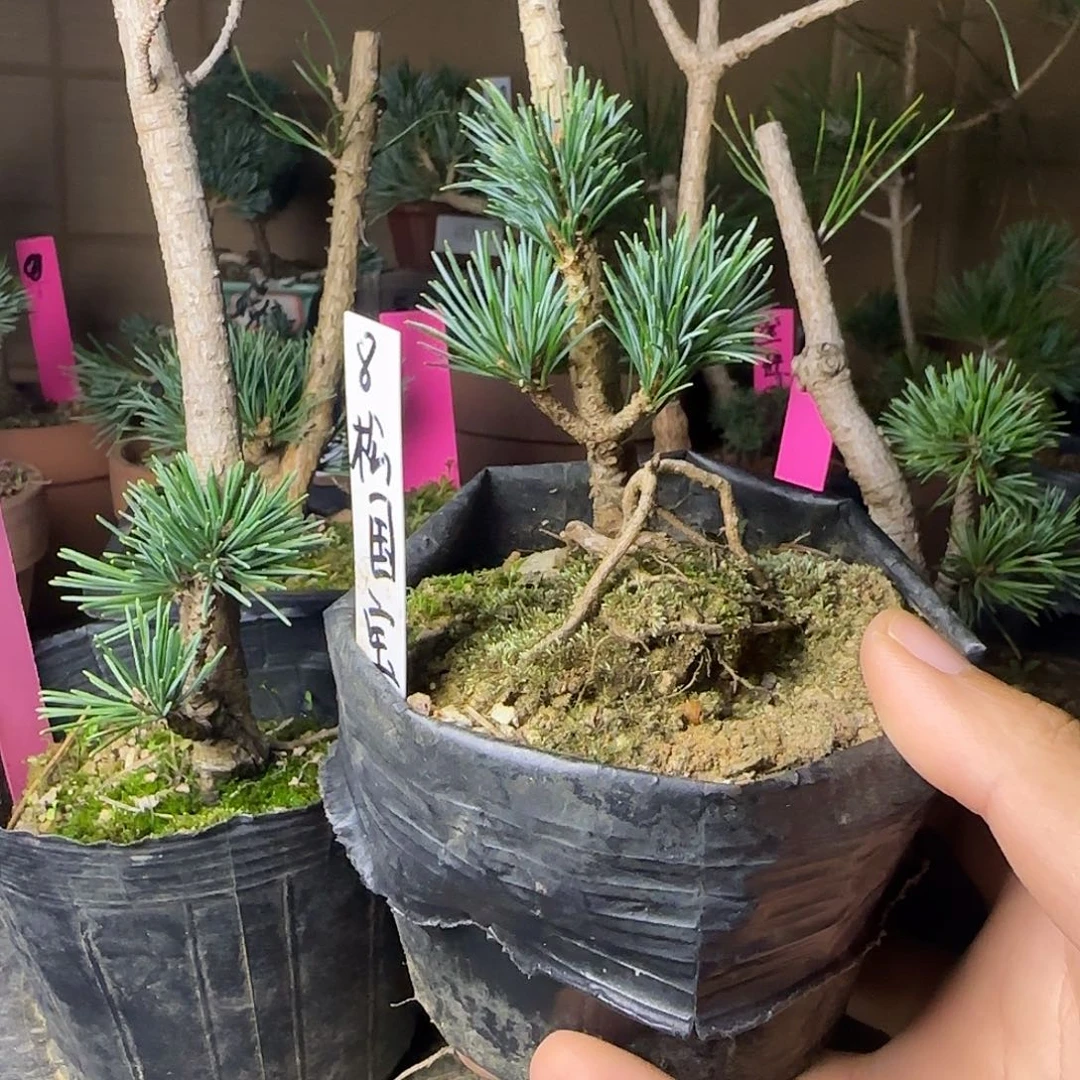 不开花植物松国宝五针松