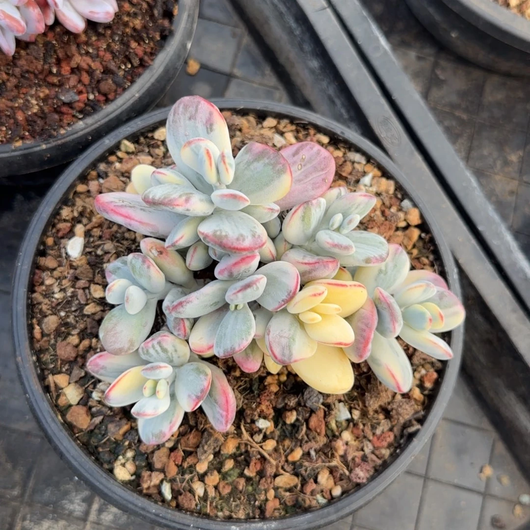 多肉植物 一物一拍