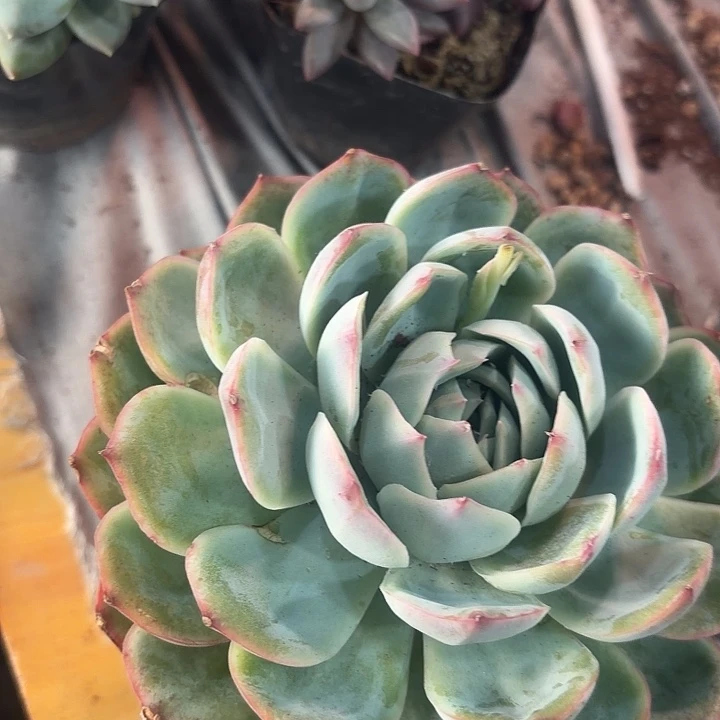 侧影多肉植物盆栽