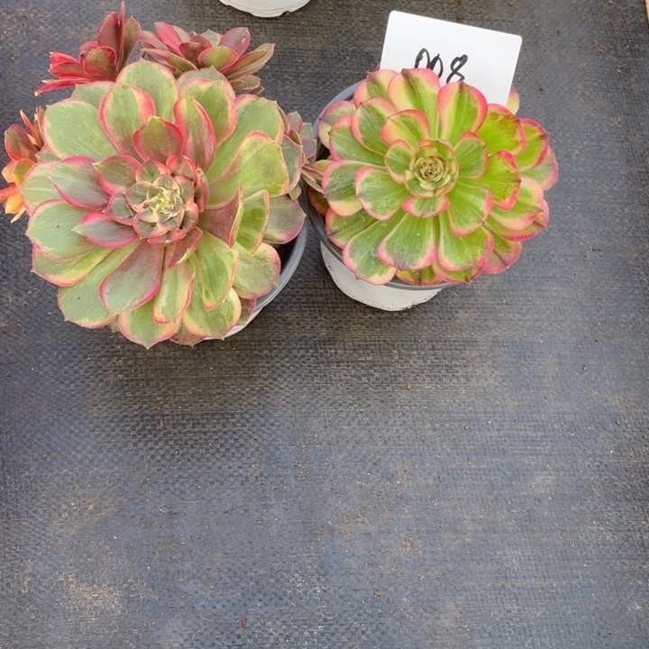 008黑魔锦➕海神啊啊啊