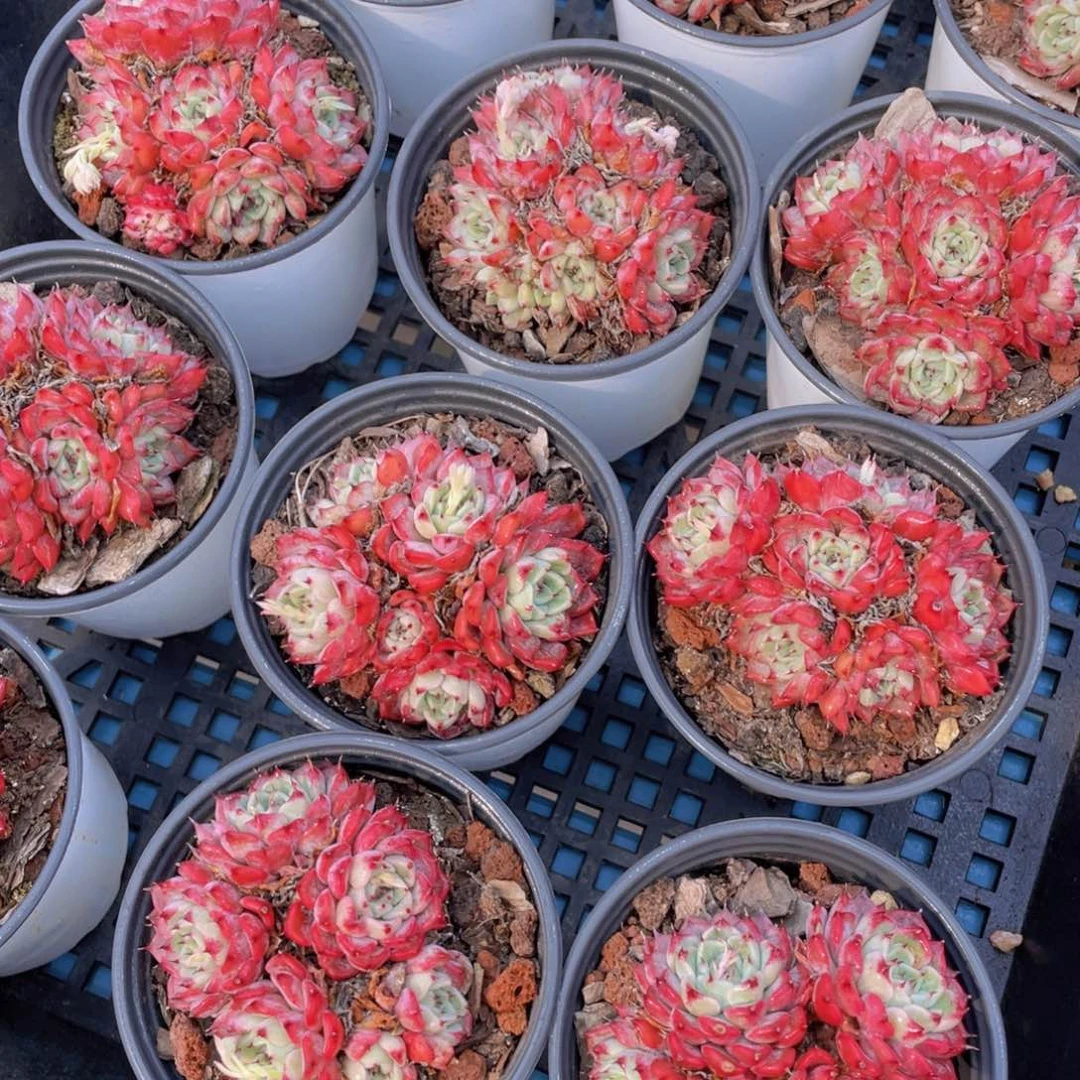 量拍27号 沙罗姬牡丹五头起群生一个
