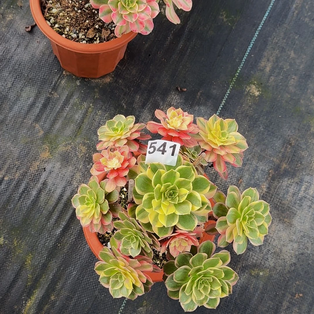 541黑魔锦法师植物