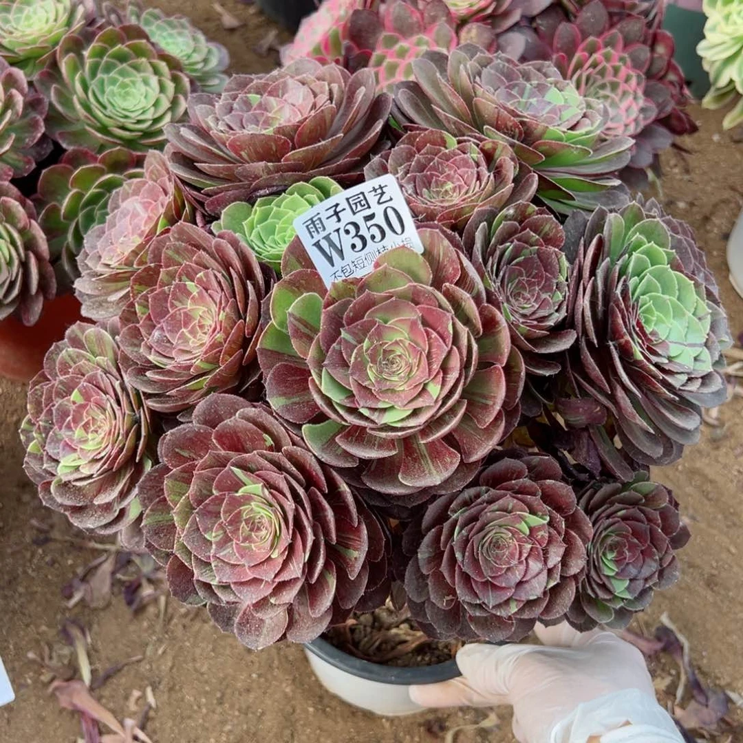 350花夜叶尺寸35左右当年桩