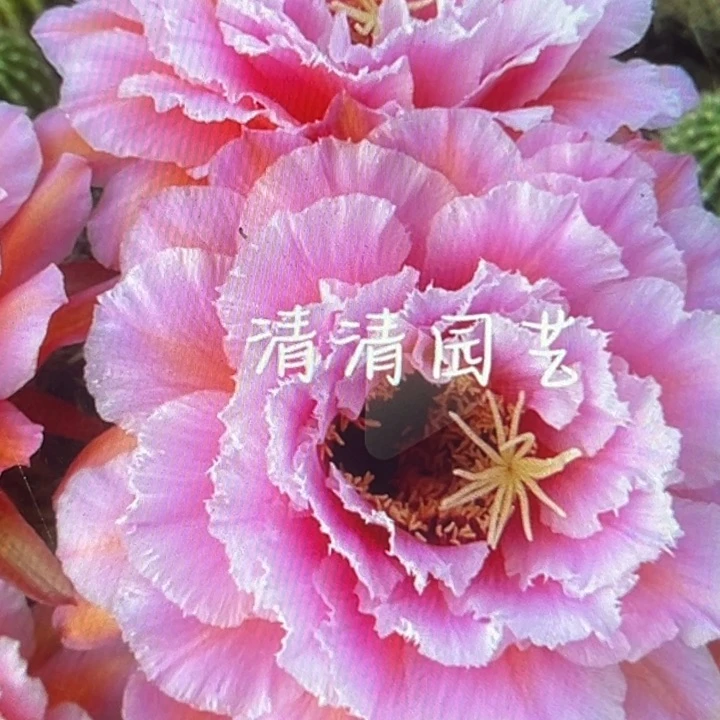 清清3-52侧牙瑕疵歪