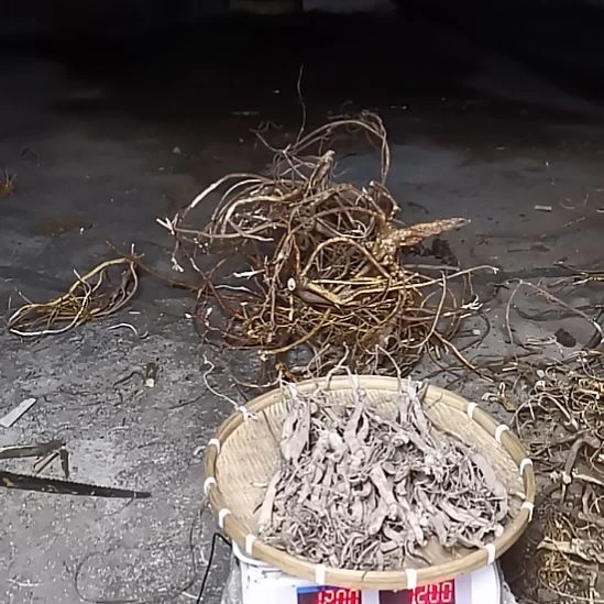 中国大陆千斤拔1.2斤