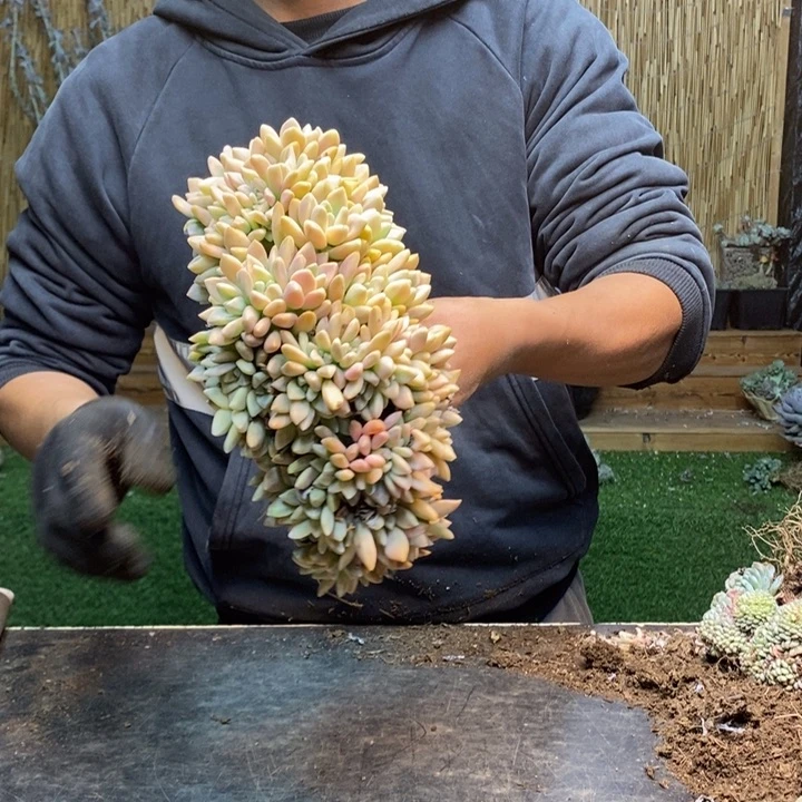 1****412号淡雪多肉植物