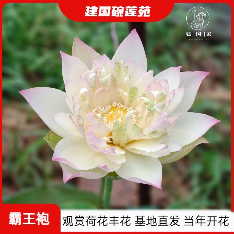 【霸王袍】中型丰花荷花种苗水培植物 阳台庭院荷花种藕基地直发