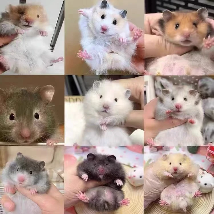 家养金丝熊仓鼠宠物长毛纯银丁香肉桂虎纹熊活体布丁仓鼠专用粮食