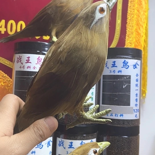画眉鸟食模型假鸟摆件