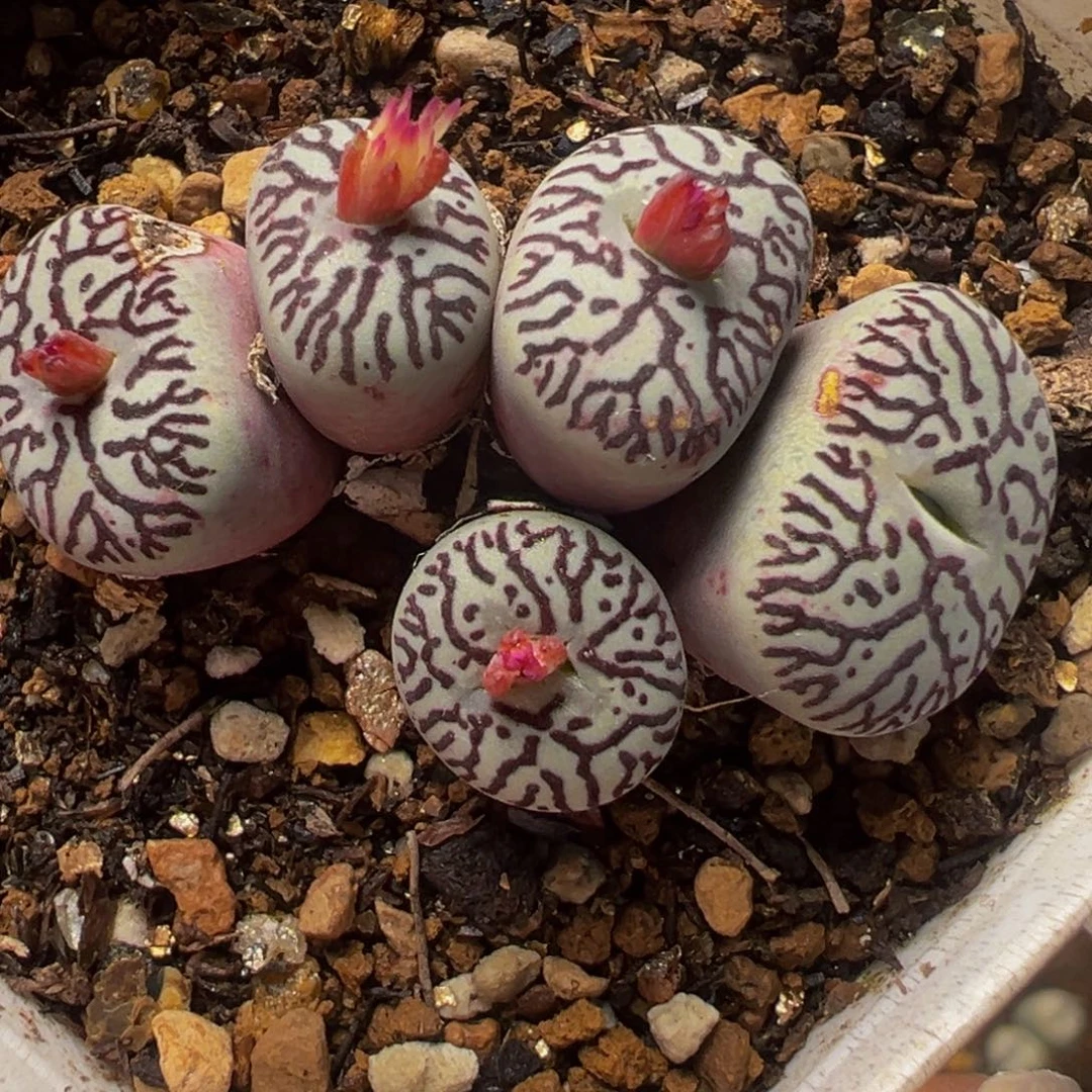 紫墨群多肉植物百科