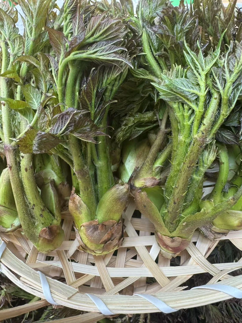 东北刺嫩芽新鲜山野菜现掰现发