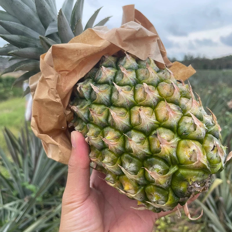 海南冬蜜凤梨4.5/7.5斤香甜多汁