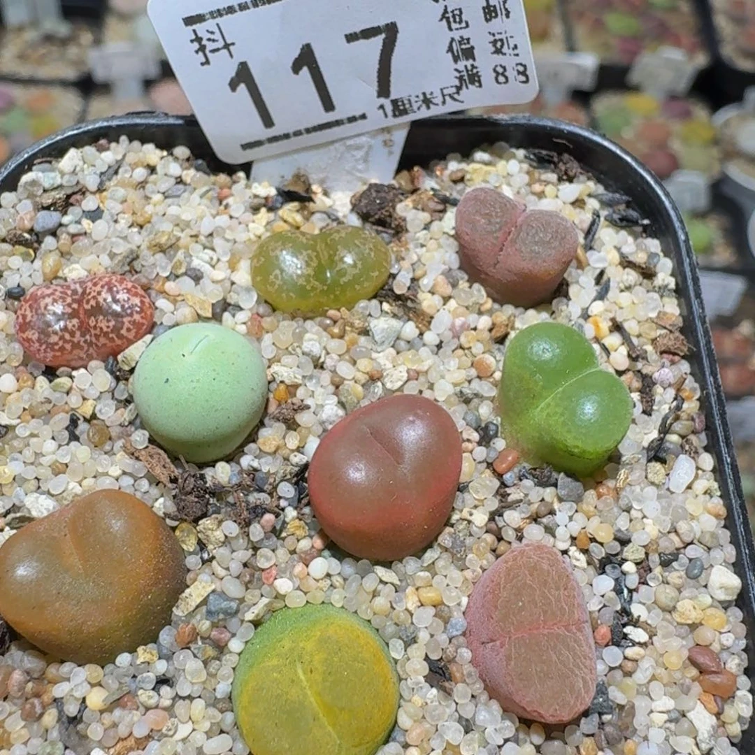 Ssss精品生石花117