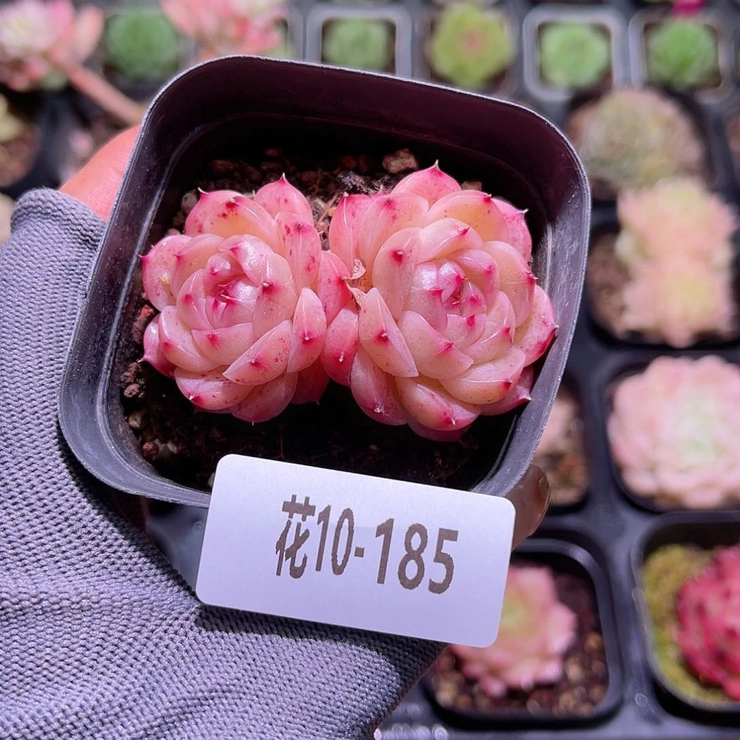 花10-185麦秆双头